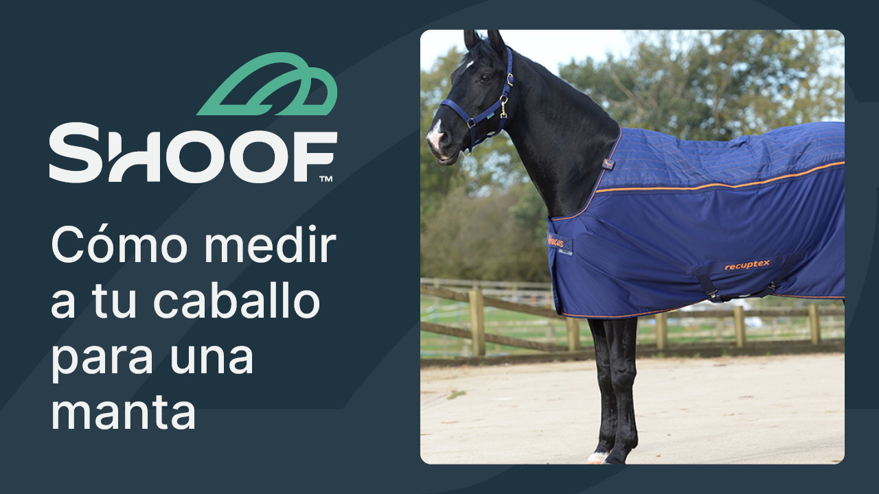 How to measure a horse for a rug